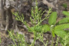 Winged Pigweed