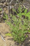 Winged Pigweed, Cycloloma atriplicifolium