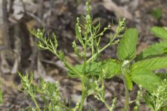 Winged Pigweed, Cycloloma atriplicifolium