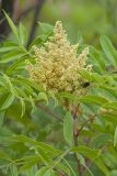Winged Sumac, Rhus copallinum