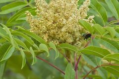 Winged Sumac