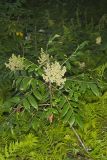 Winged Sumac, Rhus copallinum