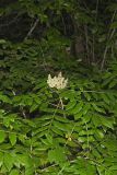 Winged Sumac, Rhus copallinum