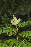 Winged Sumac, Rhus copallinum