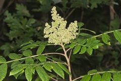 Anacardiaceae, Sumac Family