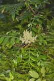 Winged Sumac, Rhus copallinum