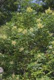 Winged Sumac, Rhus copallinum