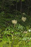 Winged Sumac, Rhus copallinum