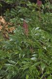 Winged Sumac, Rhus copallinum