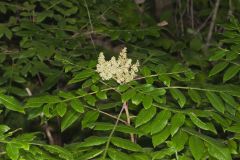 Winged Sumac, Rhus copallinum