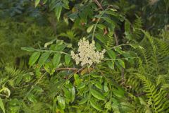 Winged Sumac, Rhus copallinum