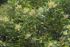 Winged Sumac, Rhus copallinum