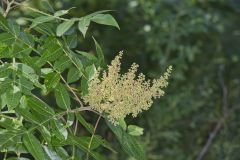 Winged Sumac, Rhus copallinum