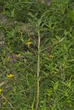 Wingleaf Primrose-willow, Ludwigia decurrens