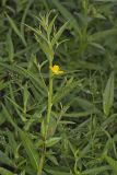 Wingleaf Primrose-willow, Ludwigia decurrens