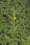 Wingleaf Primrose-willow, Ludwigia decurrens