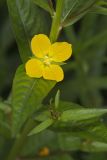 Wingleaf Primrose-willow, Ludwigia decurrens