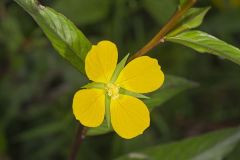 Wingleaf Primrose-willow, Ludwigia decurrens
