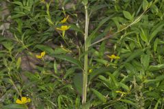 Wingleaf Primrose-willow, Ludwigia decurrens