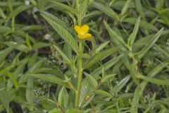 Wingleaf Primrose-willow, Ludwigia decurrens