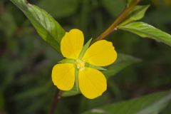 Wingleaf Primrose-willow, Ludwigia decurrens