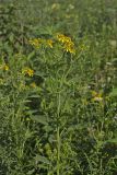 Wingstem, Verbesina alternifolia