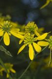Wingstem, Verbesina alternifolia
