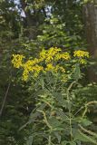 Wingstem, Verbesina alternifolia