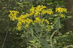 Wingstem