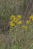 Wingstem, Verbesina alternifolia