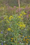 Wingstem, Verbesina alternifolia