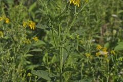 Wingstem, Verbesina alternifolia Wingstem, Verbesina alternifolia