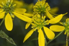 Wingstem, Verbesina alternifolia