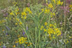 Wingstem, Verbesina alternifolia