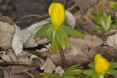 Winter Aconite, Eranthis hyemalis
