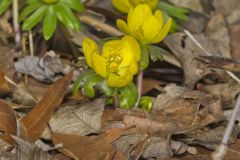 Winter Aconite, Eranthis hyemalis