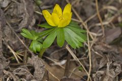 Winter Aconite, Eranthis hyemalis