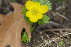 Winter Aconite, Eranthis hyemalis