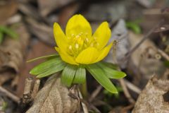 Winter Aconite, Eranthis hyemalis