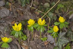 Winter Aconite, Eranthis hyemalis
