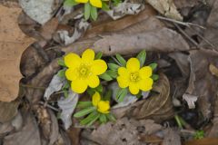 Winter Aconite, Eranthis hyemalis