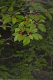 Winterberry, Ilex verticillata