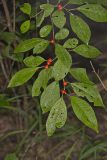 Winterberry, Ilex verticillata
