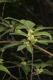 Winterberry, Ilex verticillata