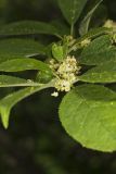Winterberry, Ilex verticillata