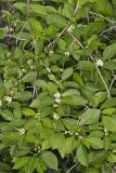 Winterberry, Ilex verticillata