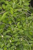 Winterberry, Ilex verticillata
