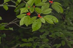 Winterberry, Ilex verticillata