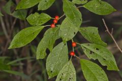 Winterberry, Ilex verticillata