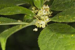 Winterberry, Ilex verticillata